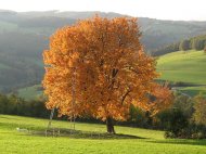 Die Elsbeere im bunten Herbstlaub