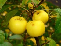 2013-00_sdw_Baum des Jahres_Bild.JPG